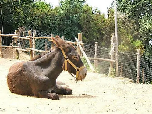 San Leonardo Agroturismo *